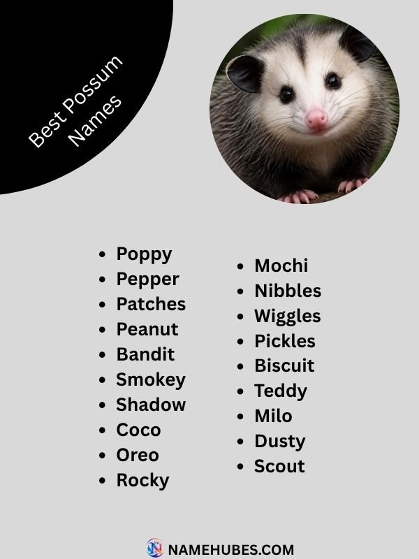 best-possum-names