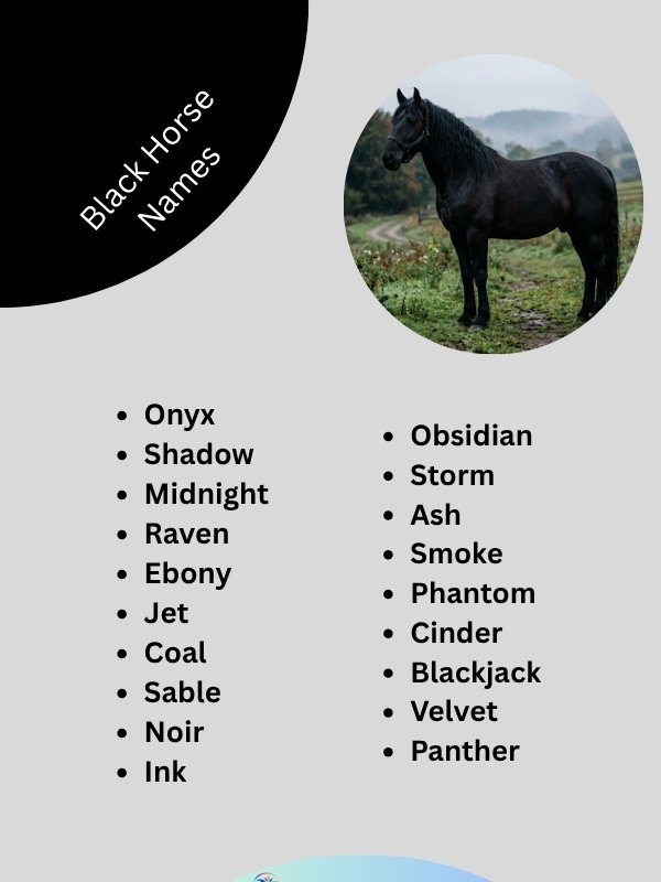 black-horse-names