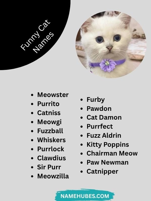 funny-cat-names