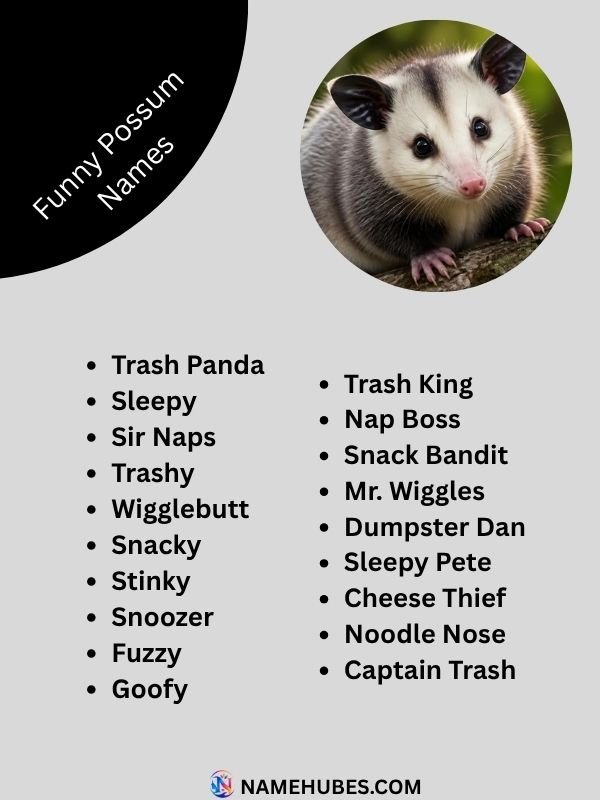 funny-possum-names