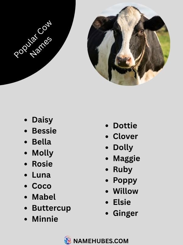 popular-cow-names