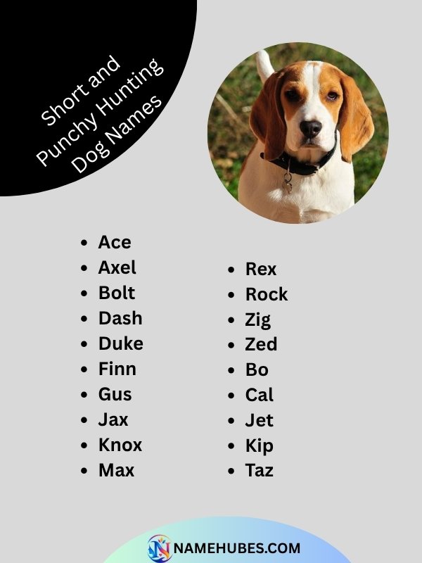 short-and-punchy-hunting-dog-names