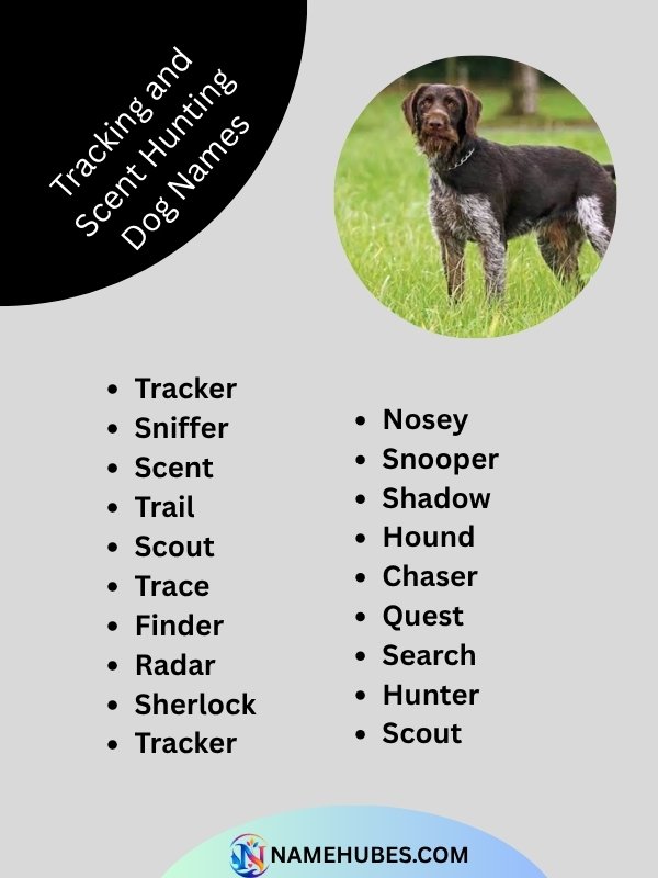 tracking-and-scent-hunting-dog-names