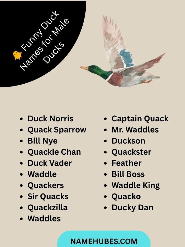  Funny Duck Names for Male Ducks