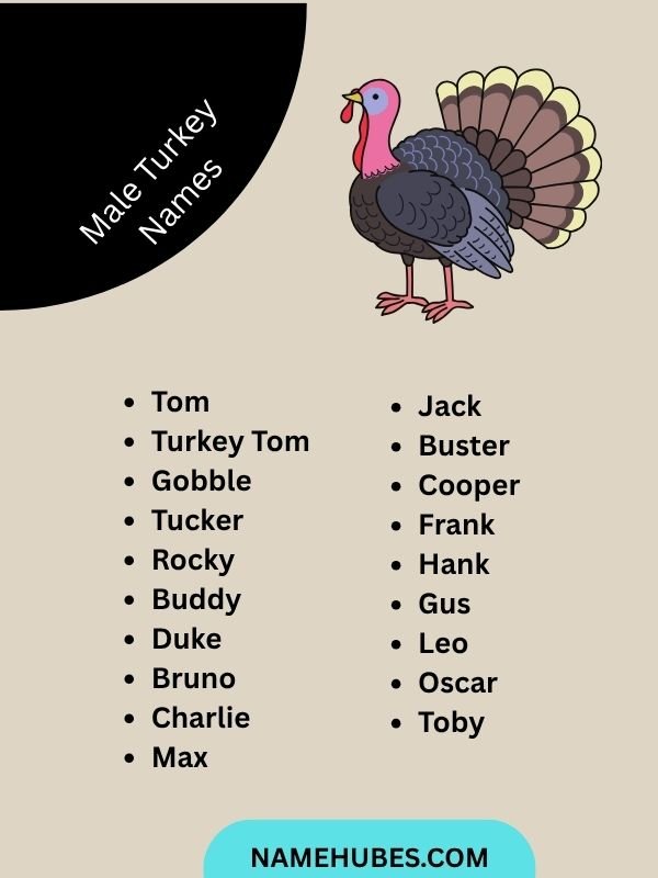 Male Turkey Names